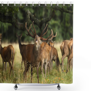 Personality  Red Deer Mating Season Shower Curtains
