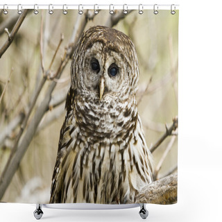 Personality  Barred Owl Shower Curtains