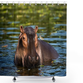 Personality  The Hippopotamus. Shower Curtains