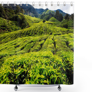 Personality  Tea Platation In The Cameron Highlands Shower Curtains