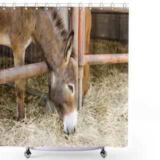 Personality  Young Donkey Eating Hay Shower Curtains