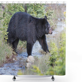Personality  Wild Black Bear. Nature, Fauna Shower Curtains