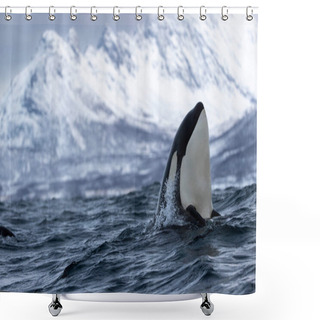 Personality  A Killer Whale Inspects The Surroundings Shower Curtains