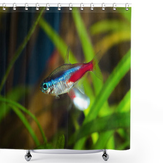 Personality  Neon Tetra Fish In Aquarium. Shower Curtains