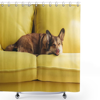 Personality  Funny Welsh Corgi Dog Licking Nose On Yellow Sofa Shower Curtains