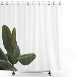 Personality  Green Ficus Leaves Shower Curtains