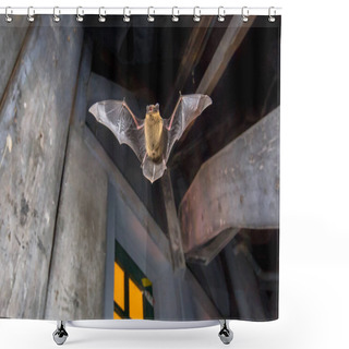 Personality  Flying Pipistrelle Bat (Pipistrellus Pipistrellus) Action Shot Of Hunting Animal On Wooden Attic Of City Church. This Species Is Know For Roosting And Living In Urban Areas In Europe And Asia. Shower Curtains