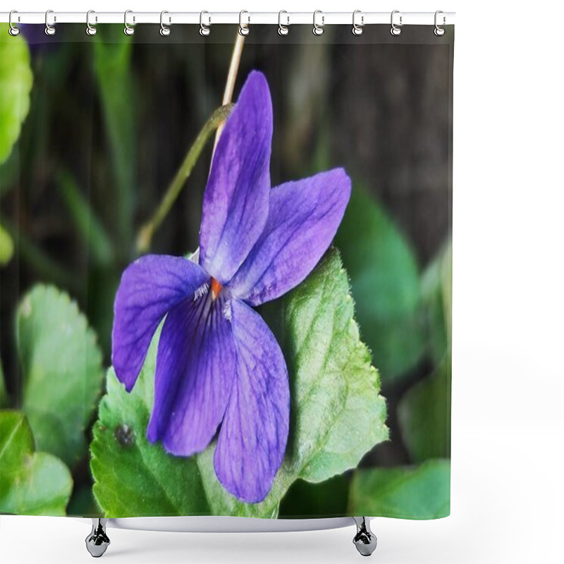 Personality  beautiful violet flower in the garden shower curtains