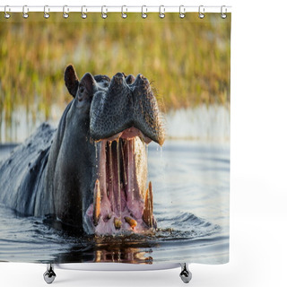 Personality  Hippopotamus Showing Huge Jaw Shower Curtains