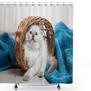 Personality  Ragdoll Blue Point Little Kitten  Shower Curtains