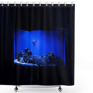 Personality  Fish Swimming Under Water Near Starfishes And Corals In Aquarium With Blue Lighting Shower Curtains