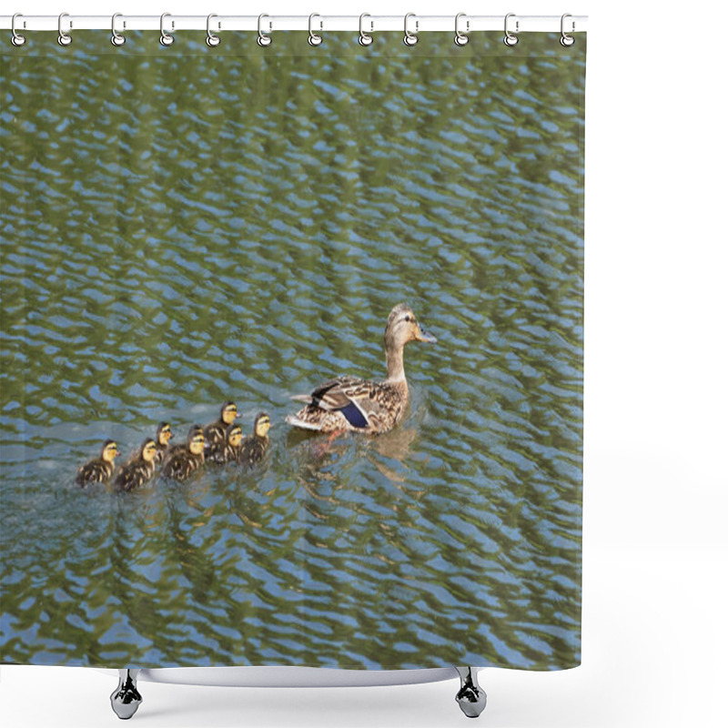 Personality  Wild Duck With Ducklings On The River. Shower Curtains