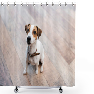 Personality  Jack Russell Terrier Sitting On Floor At Home  Shower Curtains