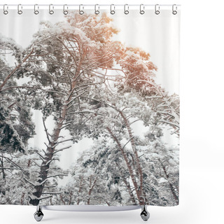 Personality  Low Angle View Of Snowy Pine Trees In Winter Forest Shower Curtains