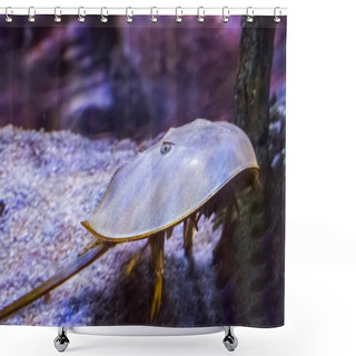 Personality  Marine Life Portrait Of A Chinese Or Japanese Horseshoe Crab A Water Scorpion From Asia Shower Curtains