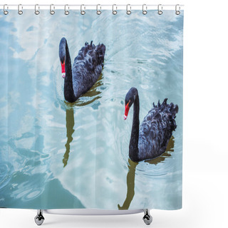 Personality  High Angle View Of Couple Of Black Swans Swimming In Blue Pond Together Shower Curtains