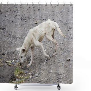 Personality  Dog Neglected Shower Curtains