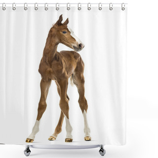 Personality  Front View Of A Foal Isolated On White Shower Curtains