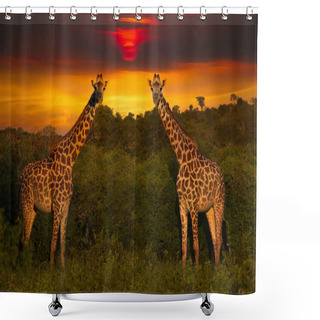 Personality  Beautiful Pictures Of Africa Sunset And Sunrise With Giraffes Shower Curtains