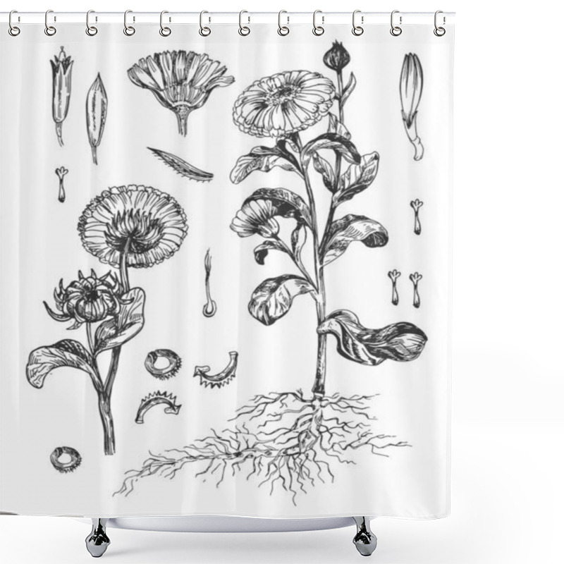 Personality  Contour medical plant calendula shower curtains