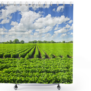 Personality  Rows Of Soy Plants In A Field Shower Curtains