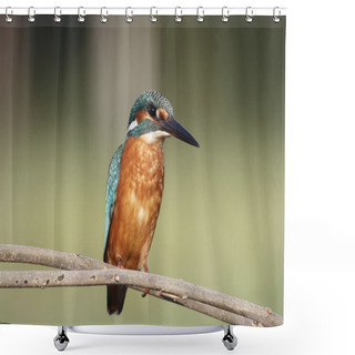 Personality  Kingfisher Shower Curtains