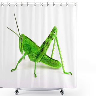 Personality  Isolated Grasshopper, Sideview Shower Curtains