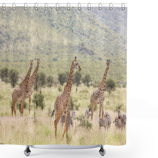 Personality  Masai Giraffes In Mikomazi National Park In Tanzania Shower Curtains