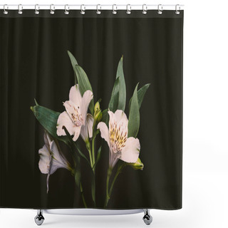 Personality  Close-up View Of Beautiful Tender Flowers With Green Leaves Isolated On Black Shower Curtains