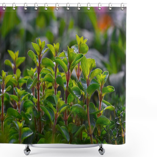 Personality  Close Up Green Fresh Sweet Marjoram (Origanum Majorana) Spicy Herb Sprouts Growing, Low Angle View Shower Curtains