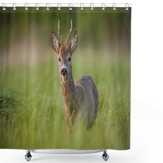 Personality  Roe Deer, Capreolus Capreolus, Buck In Spring At Sunset. Shower Curtains