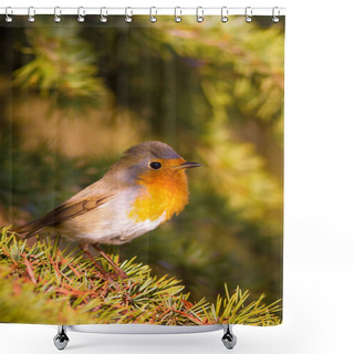 Personality  Cute Bird. Forest Background. European Robin. Erithacus Rubecula And Pine Tree. Shower Curtains