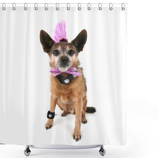 Personality  Chihuahua With Mohawk Punker Hairdo Shower Curtains