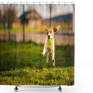 Personality  Beagle Dog Runs In Garden Towards The Camera With Green Ball. Shower Curtains