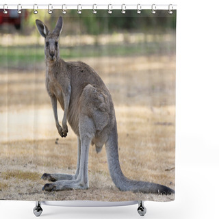 Personality  Great Grey Kangaroo, Australia Shower Curtains