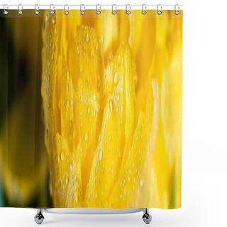Personality  Close Up View Of Fresh Yellow Tulip With Water Dropsisolated  Shower Curtains