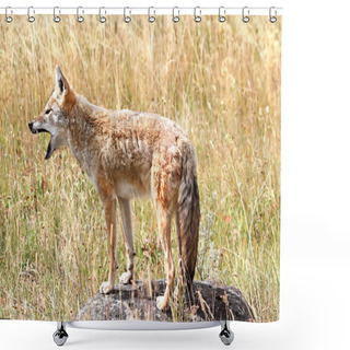 Personality  Western Coyote Howling Shower Curtains