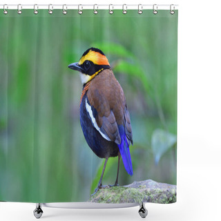 Personality  Side View Of Most Beautiful Bird In Thailand, Malayan Banded Pitta Standing On Rock Among Its Habitatation Environment Shower Curtains