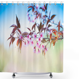 Personality  Sakura Flower Blooming Blossom In Pangkhon Mountain Chiang Rai,  Shower Curtains