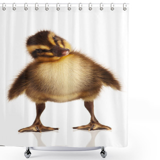 Personality  Domestic Duckling Shower Curtains
