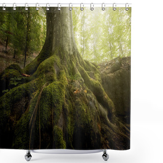 Personality  Roots Of Tree With Green Moss In Green Forest Shower Curtains