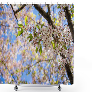 Personality  Beautiful Blossoming Cherry Tree Branches Against Blue Sky At Sunny Day, Selective Focus Shower Curtains