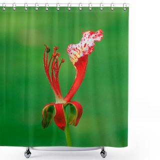 Personality  Gulmohar Flower, Visakhapatnam, Andhra Pradesh, India, Asia Shower Curtains