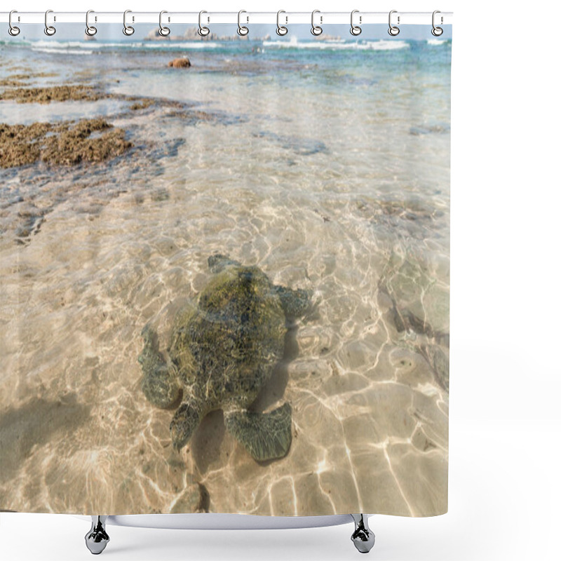 Personality  turtle shower curtains