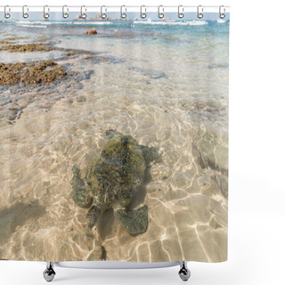 Personality  Turtle Shower Curtains
