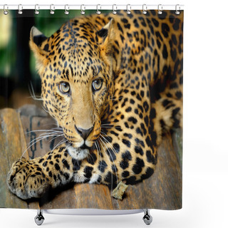 Personality  Leopard Portrait Shower Curtains