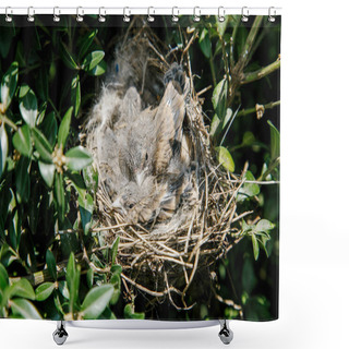 Personality  Small Bird In The Nest. Small Sparrows In Their Woven Nest On A Green Tree Or Bush Shower Curtains