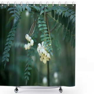 Personality  Sorbus Koehneana Plant Shower Curtains