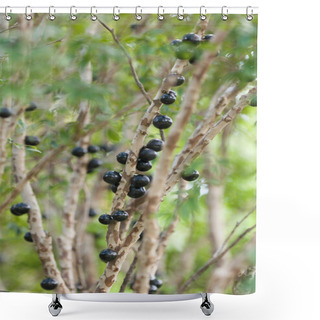 Personality  Brazilian Grape Tree Shower Curtains