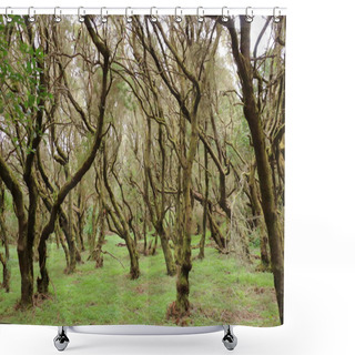 Personality  The Evergreen Rainforest In Garajonay National Park Shower Curtains